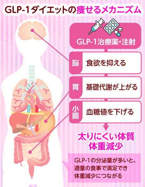 GLP-1ダイエットで痩せるしくみ